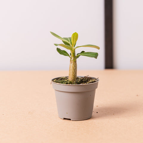 Simegarden Baby Adenium obesum