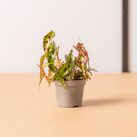 Simegarden Baby Begonia amphioxus