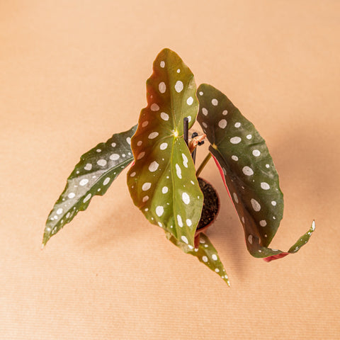 Simegarden Baby Begonia maculata