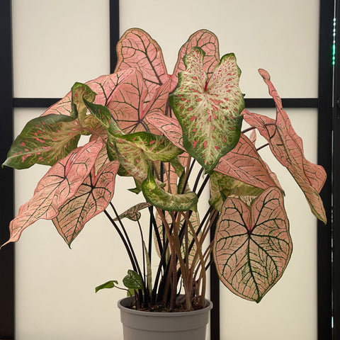 Simegarden Caladium rosa