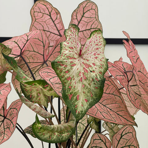 Simegarden Caladium rosa