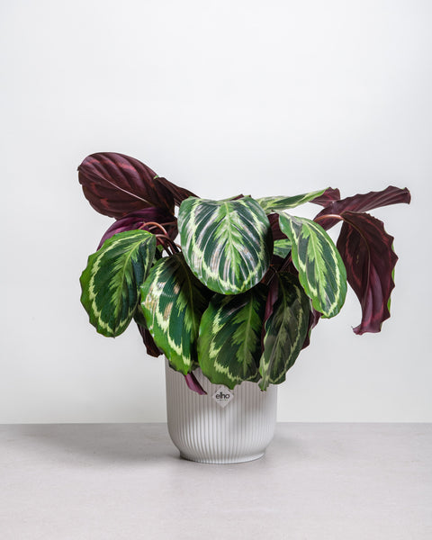 Simegarden Calathea Medallion grande