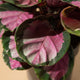 simegarden Calathea roseopicta rosy 14cm / 20cm