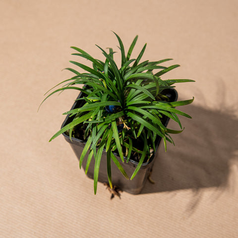Simegarden Convallaria japonica nana 7cm