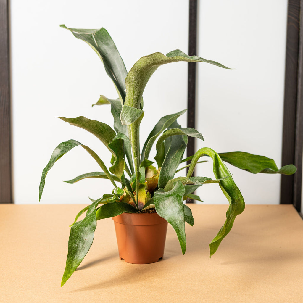 Corno di cervo o Platycerium Simegarden