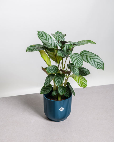 Simegarden Ctenanthe 14 cm