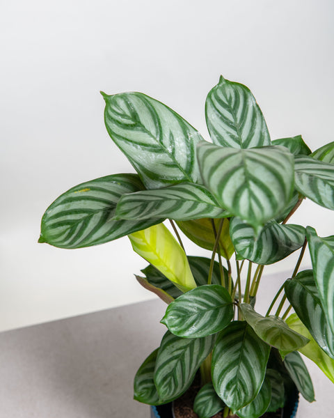 Simegarden Ctenanthe 14 cm