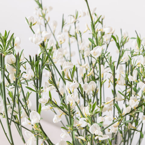 Simegarden Cytisus white lion 14 cm