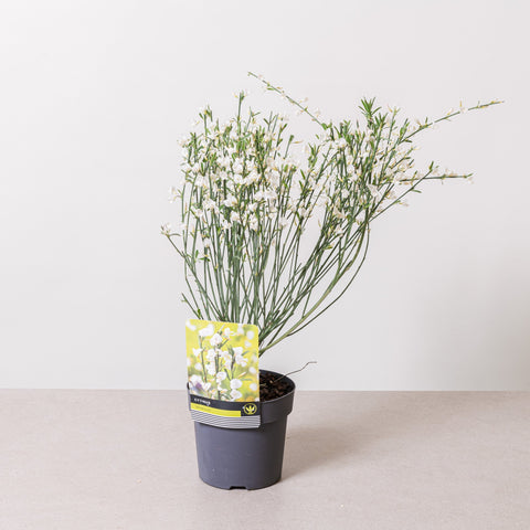 Simegarden Cytisus white lion 14 cm