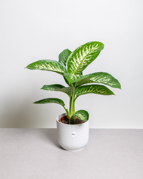 Simegarden Dieffenbachia tropic snow grande 19cm