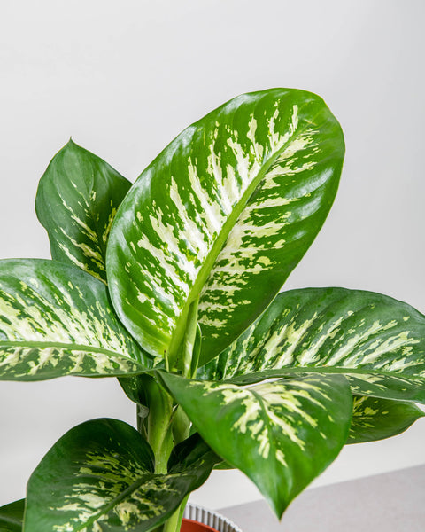 Simegarden Dieffenbachia tropic snow grande 19cm