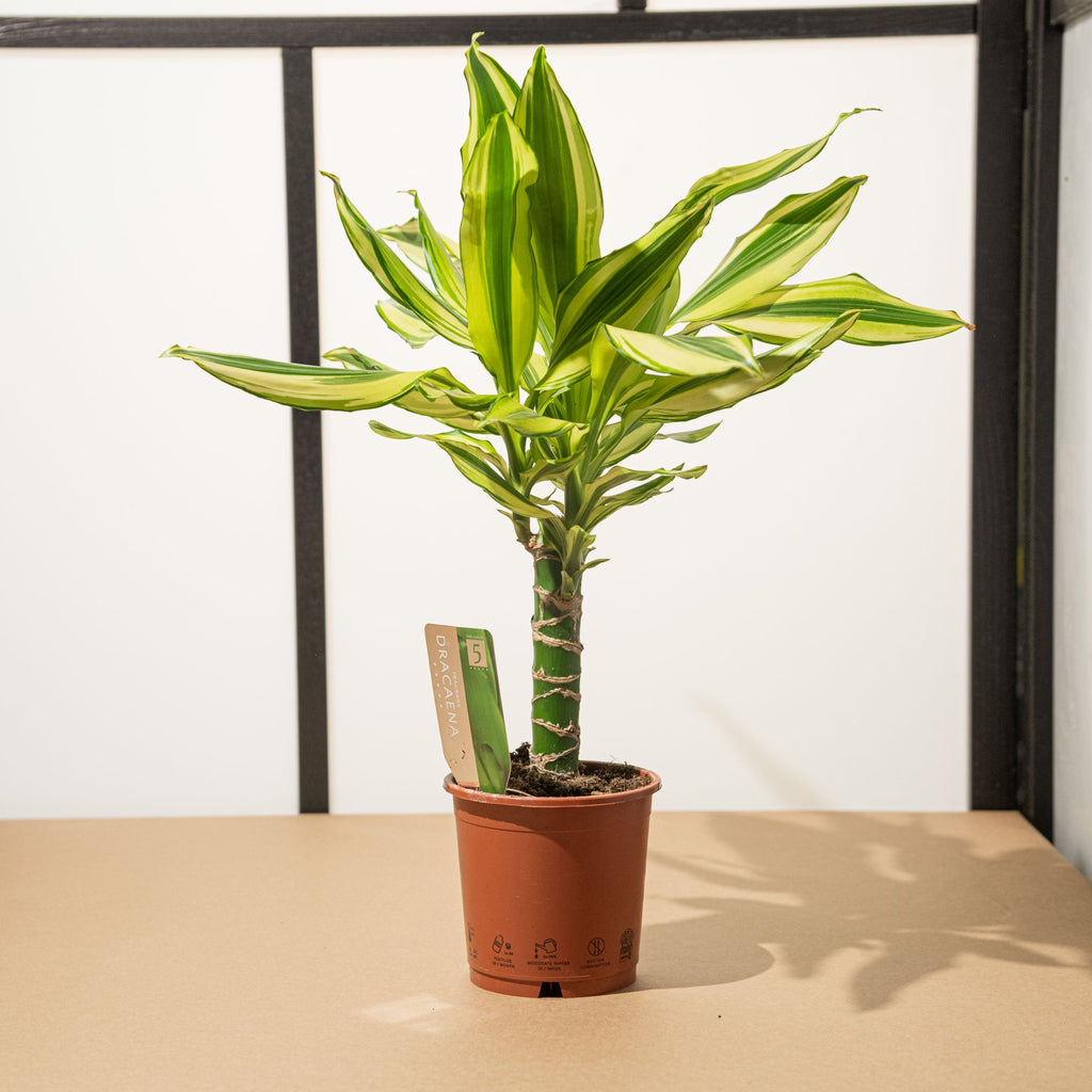 dracaena massangeana cura Dracaena fragrans yellow coast