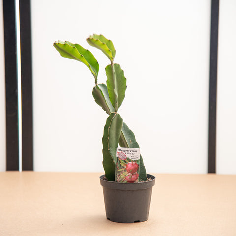 Simegarden Dragon fruit pianta 12cm / Pianta succulenta - epifita