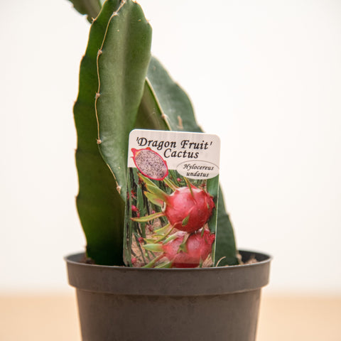 Simegarden Dragon fruit pianta 12cm / Pianta succulenta - epifita