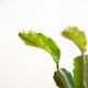 Simegarden Dragon fruit pianta 12cm / Pianta succulenta - epifita