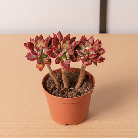 Simegarden Echeveria pulvinata devotion