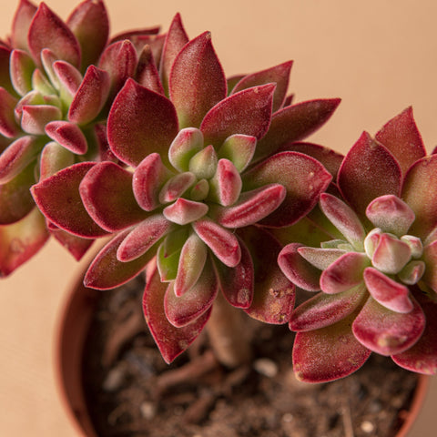 Simegarden Echeveria pulvinata devotion