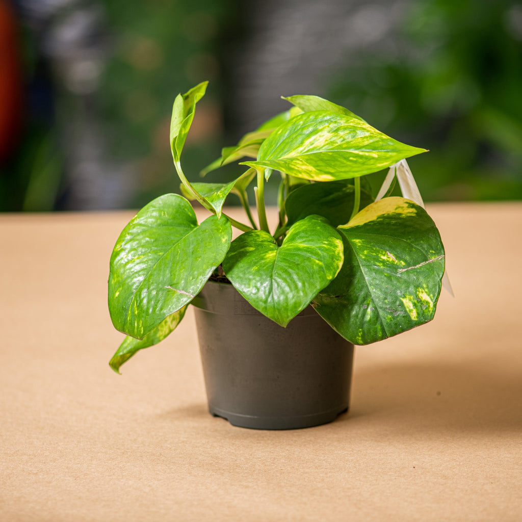 Epipremnum Aureum Benefits