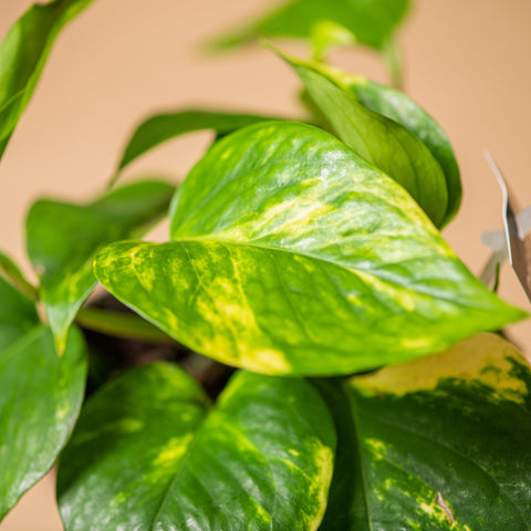 Simegarden Epipremnum aureum 12cm