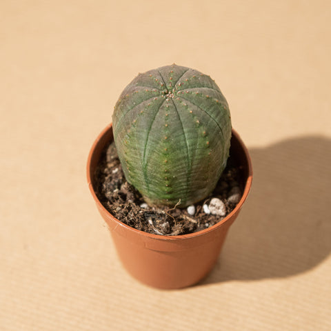 Simegarden Euphorbia besa 5.5cm
