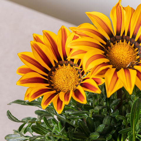 Simegarden Gazania