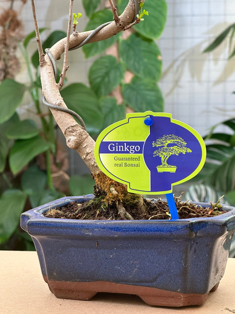 Simegarden Ginkgo biloba bonsai