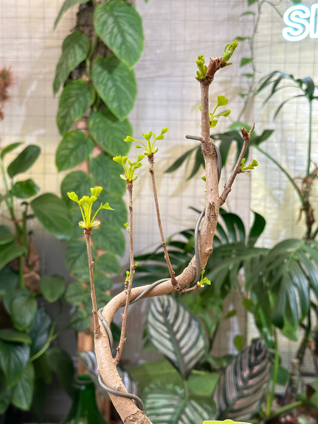 Bonsai Ginkgo Biloba Powers To Flowers - Pianta Vera 5 Alberelli, Fossile Vivente, Resistente