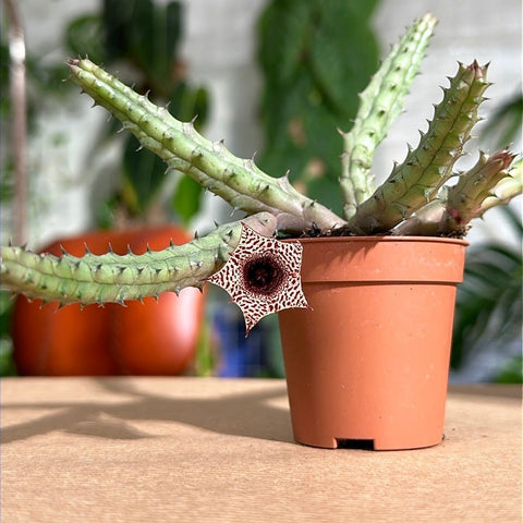 Simegarden Huernia hislopii baby pianta succulenta