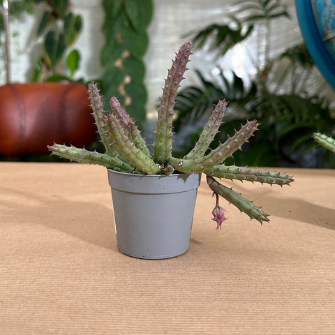 Simegarden Huernia hislopii Pianta succulenta / 8cm