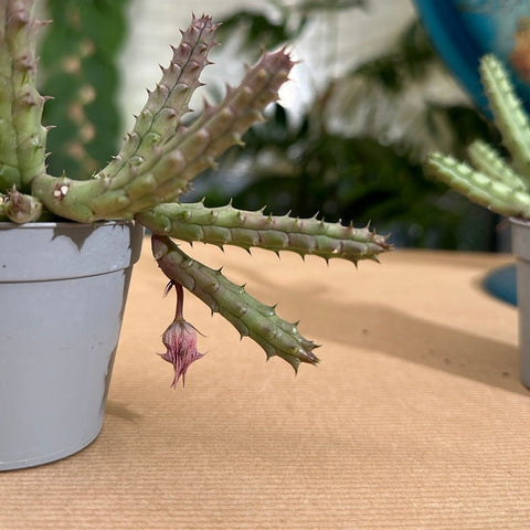 Simegarden Huernia hislopii Pianta succulenta / 8cm