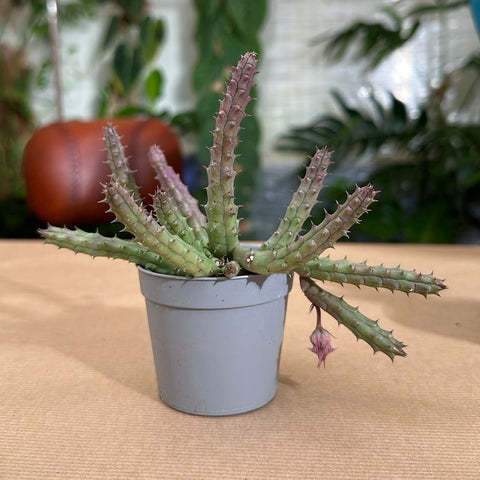 Simegarden Huernia hislopii Pianta succulenta / 8cm