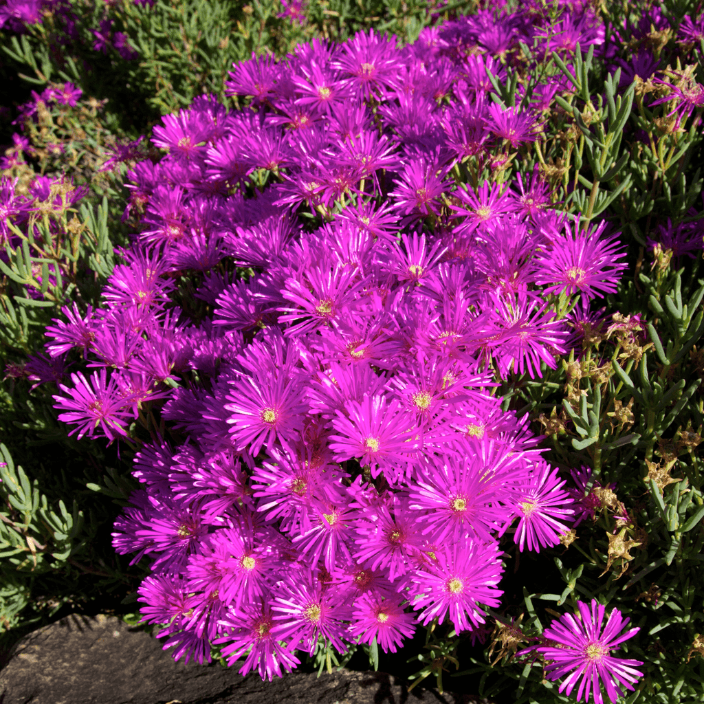 Lampranthus Simegarden