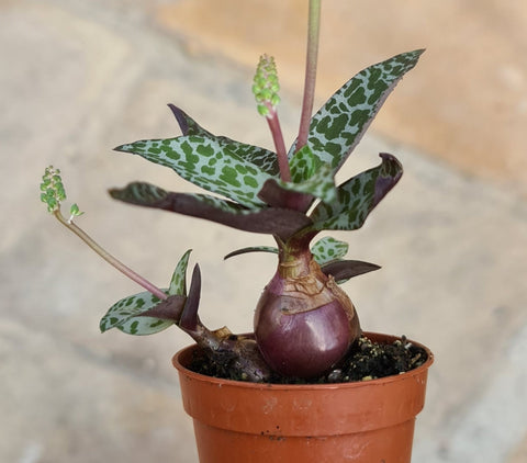 Simegarden Ledebouria