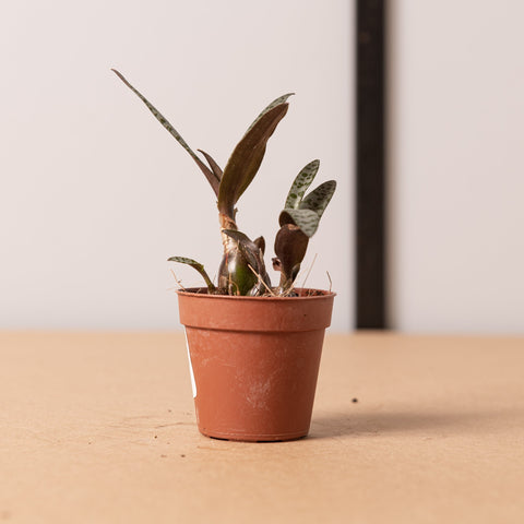Simegarden Ledebouria
