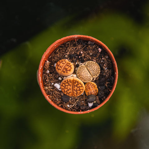 Simegarden Lithops 5.5cm