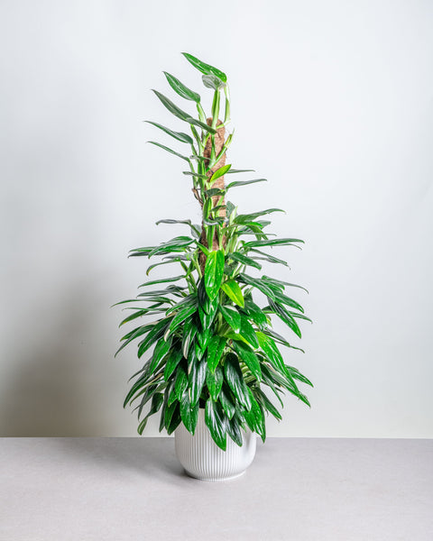 Simegarden Monstera standleyana variegata grande 20cm
