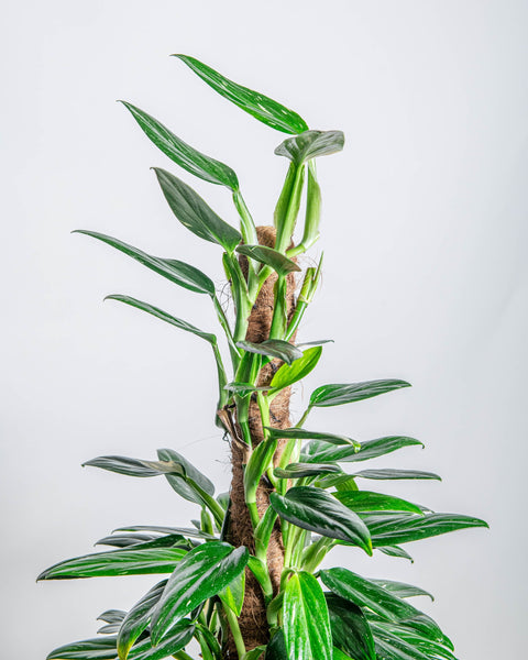 Simegarden Monstera standleyana variegata grande 20cm