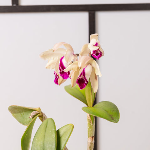 Simegarden Orchidea Cattleya