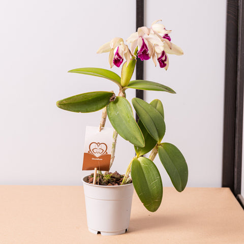 Simegarden Orchidea Cattleya