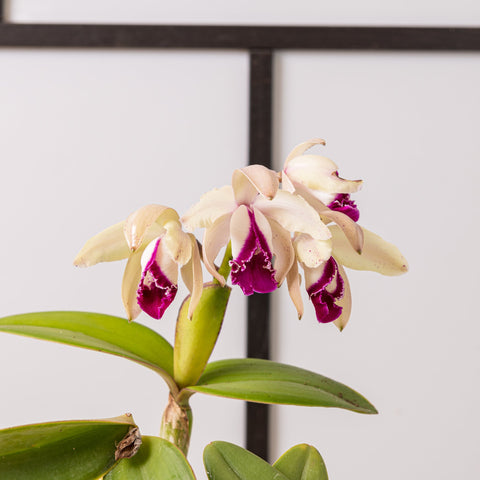 Simegarden Orchidea Cattleya