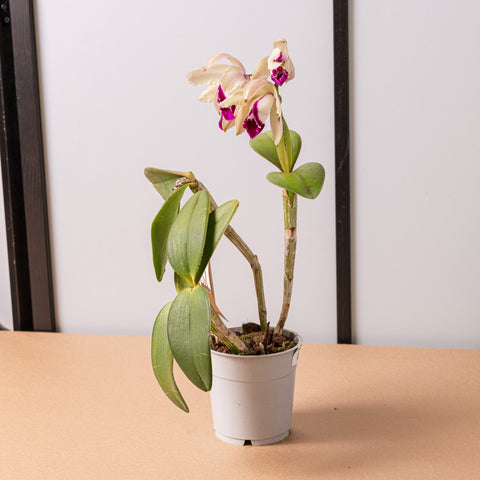 Simegarden Orchidea Cattleya