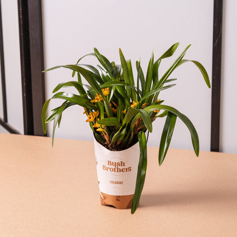 Simegarden Orchidea Maxillaria 9 cm