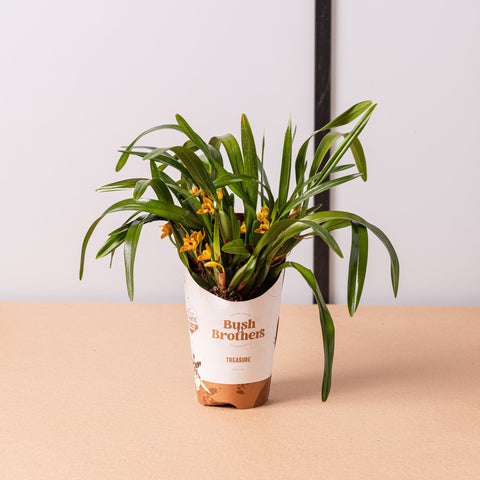 Simegarden Orchidea Maxillaria 9 cm