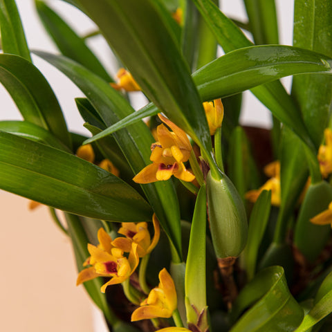 Simegarden Orchidea Maxillaria 9 cm