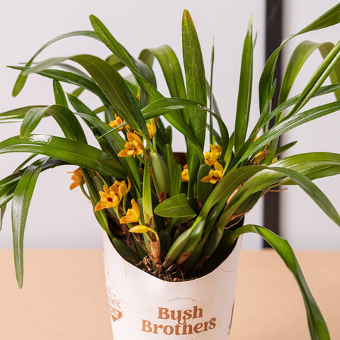 Simegarden Orchidea Maxillaria 9 cm