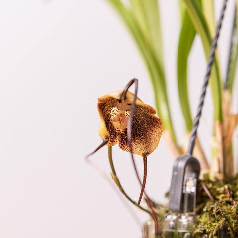 Simegarden Orchidea monkey 12 cm