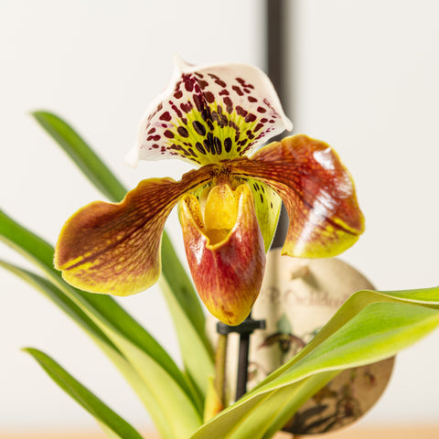 Simegarden Orchidea Paphiopedilum 12 cm / in fioritura
