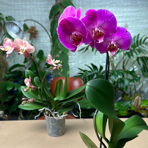 Simegarden Orchidea Phalaenopsis 12 cm
