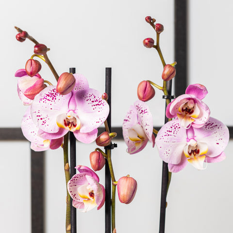 Simegarden Orchidea Phalaenopsis Rosa 12cm / 50 cm