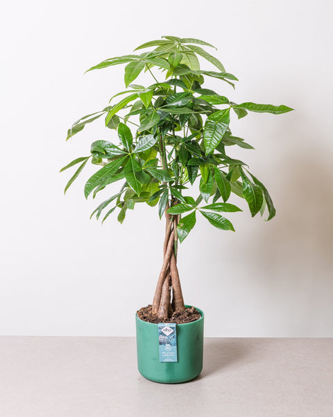 Simegarden Pachira aquatica piccola